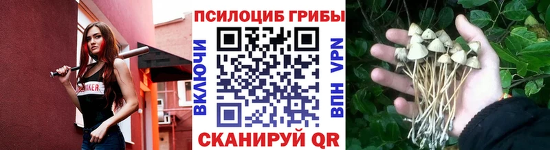 Галлюциногенные грибы GOLDEN TEACHER  где найти   Тамбов 