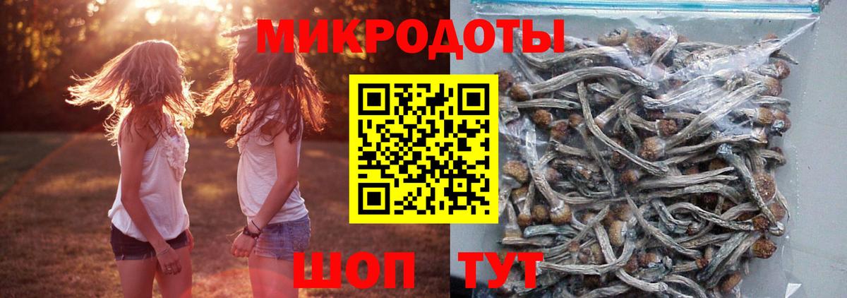 Псилоцибиновые грибы Cubensis Тамбов